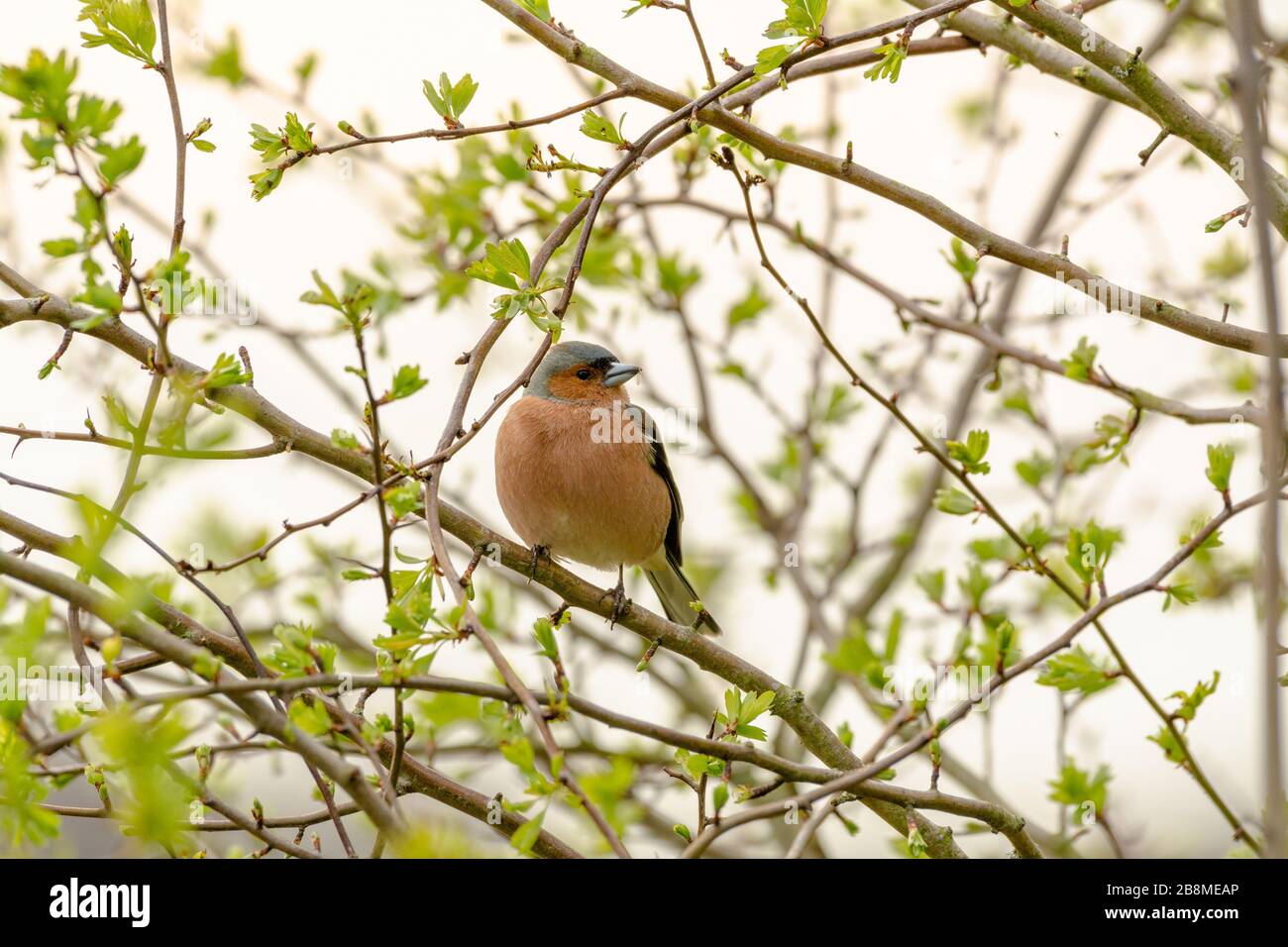 Im Frühjahr auf einem Ast aufschraffinchen Stockfoto