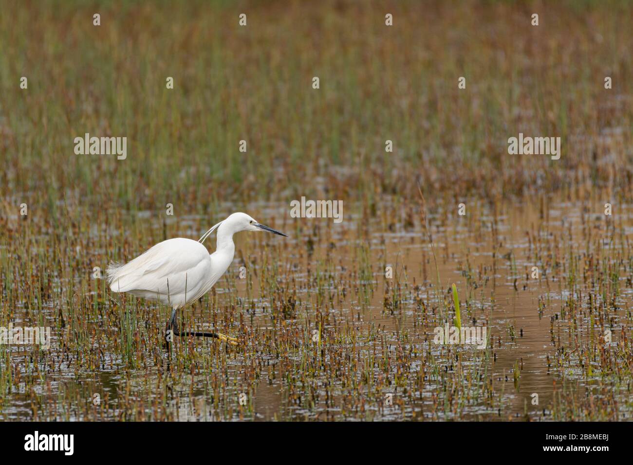 Kleiner Egret, der in einem Schilfbett spaziert Stockfoto