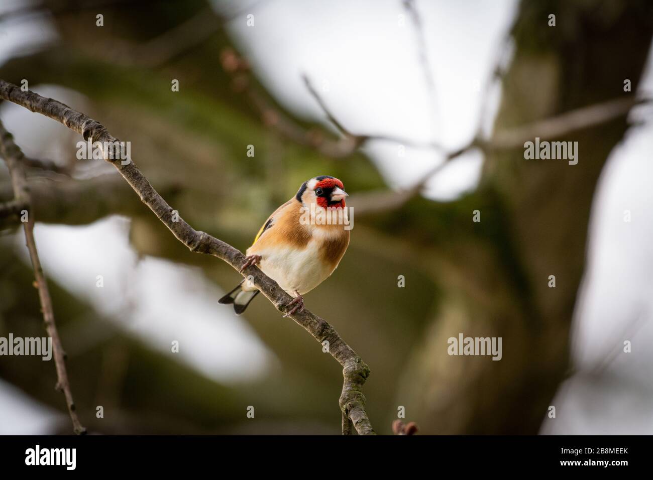 Goldfinch thront auf einem Ast Stockfoto