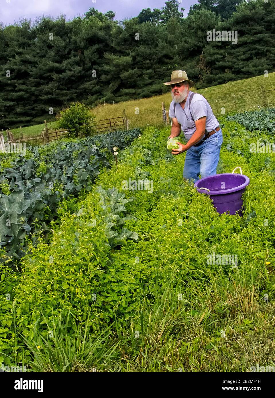 Männlicher Bauer mittleren Alters Stockfoto
