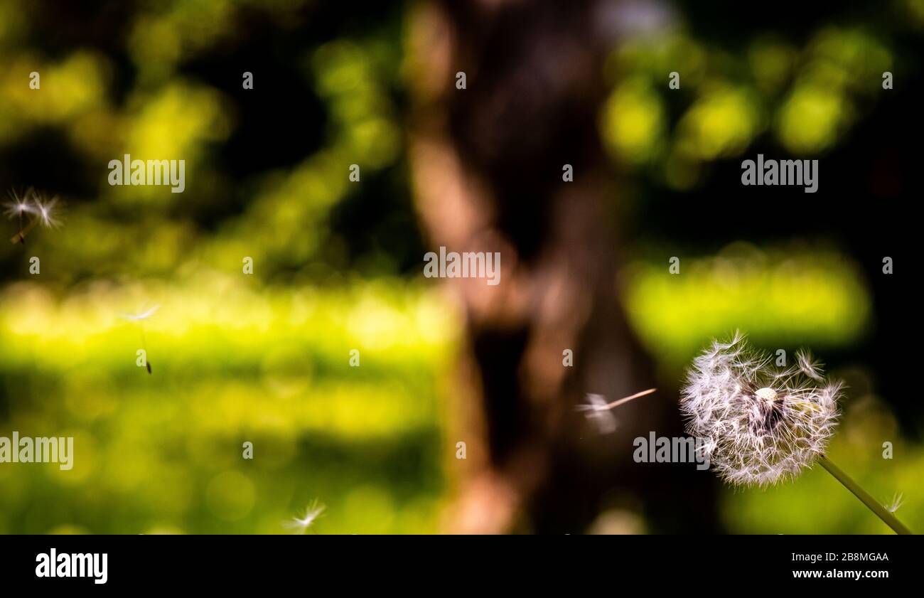 Löwenzahn, mit Stamm und Samen, isoliert vom grünen Hintergrund farbenprächtig, die Romantik und Ruhe, Glück und Frieden vermitteln Stockfoto