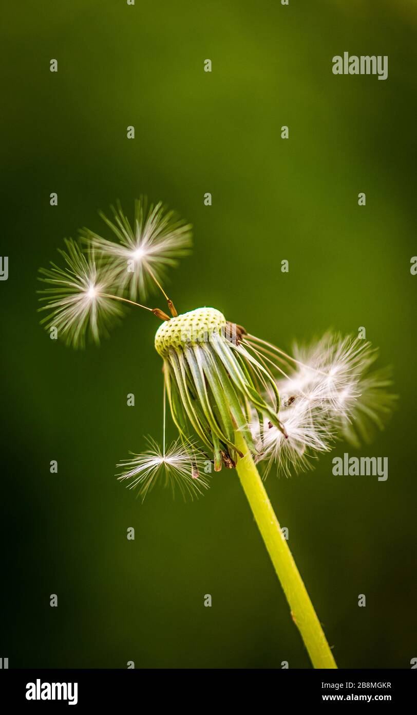 Löwenzahn, mit Stamm und Samen, isoliert vom grünen Hintergrund farbenprächtig, die Romantik und Ruhe, Glück und Frieden vermitteln Stockfoto