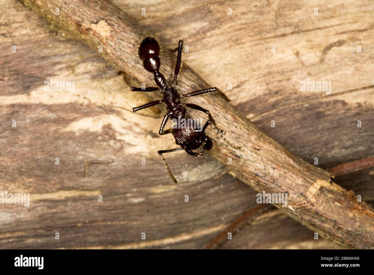 formiga-tucandira, formiga-vinte-e-quatro-horas, Ant-tucandira, Ant-Twenty-and-Four-Hours, Tucandeira, Paraponera clavata, Aquidauana, Mato Grosso do Stockfoto