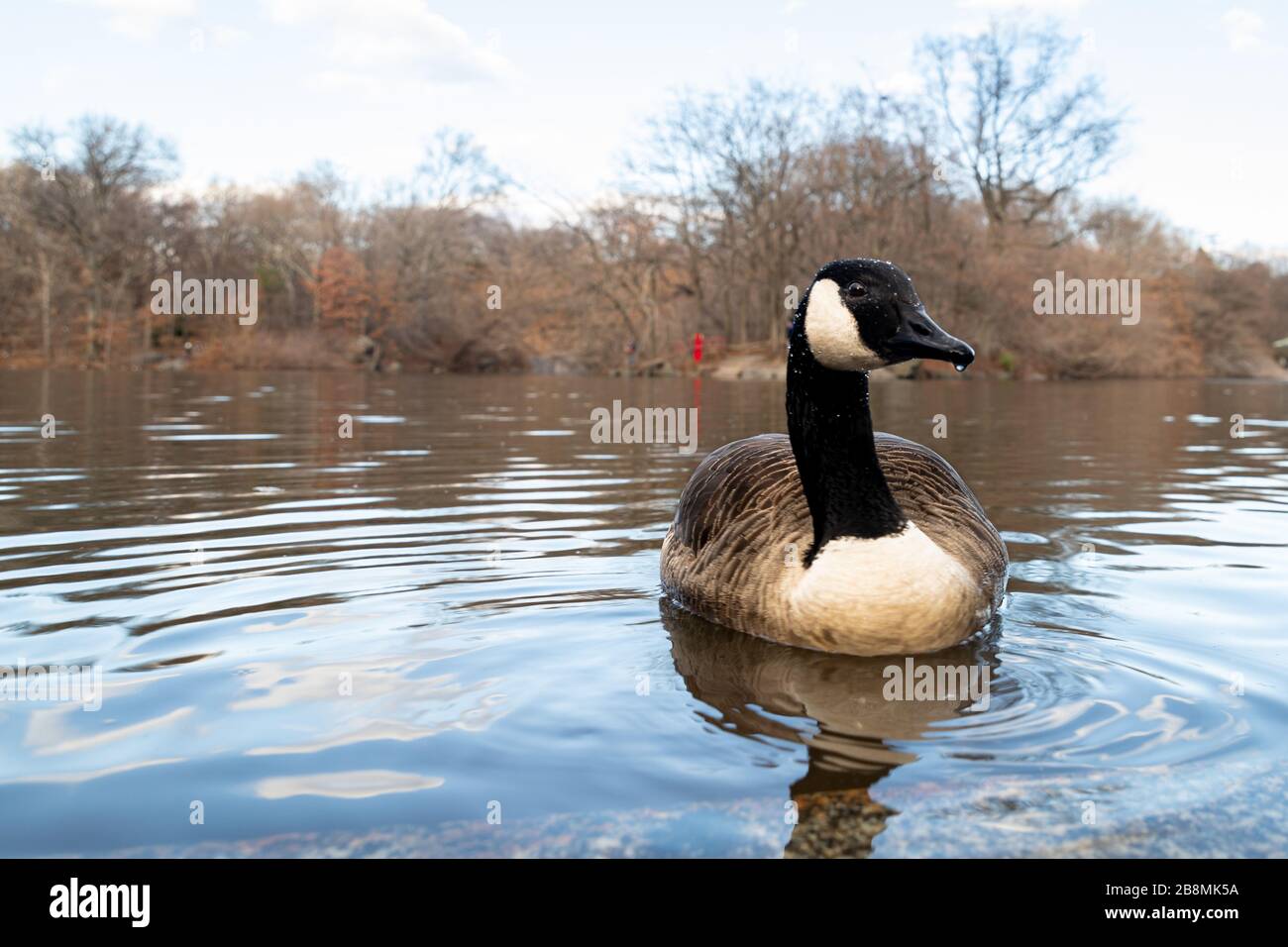 Canada Goose, Branta canadensis, (Einzel-)Schwimmen im zentralen Park NYC vorderes Profil, das den Kopf mit verschwommenem Hintergrund zeigt, der Bäume und Wolken zeigt Stockfoto