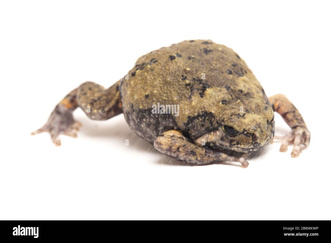 Gebänderter Bullfrosch oder asiatische Schmalmaulkröten, die er auch mit Keulen oder Blasenfrosch kennt dieser Frosch ist in Südost-Asien heimisch, isoliert auf weißem Grund Stockfoto