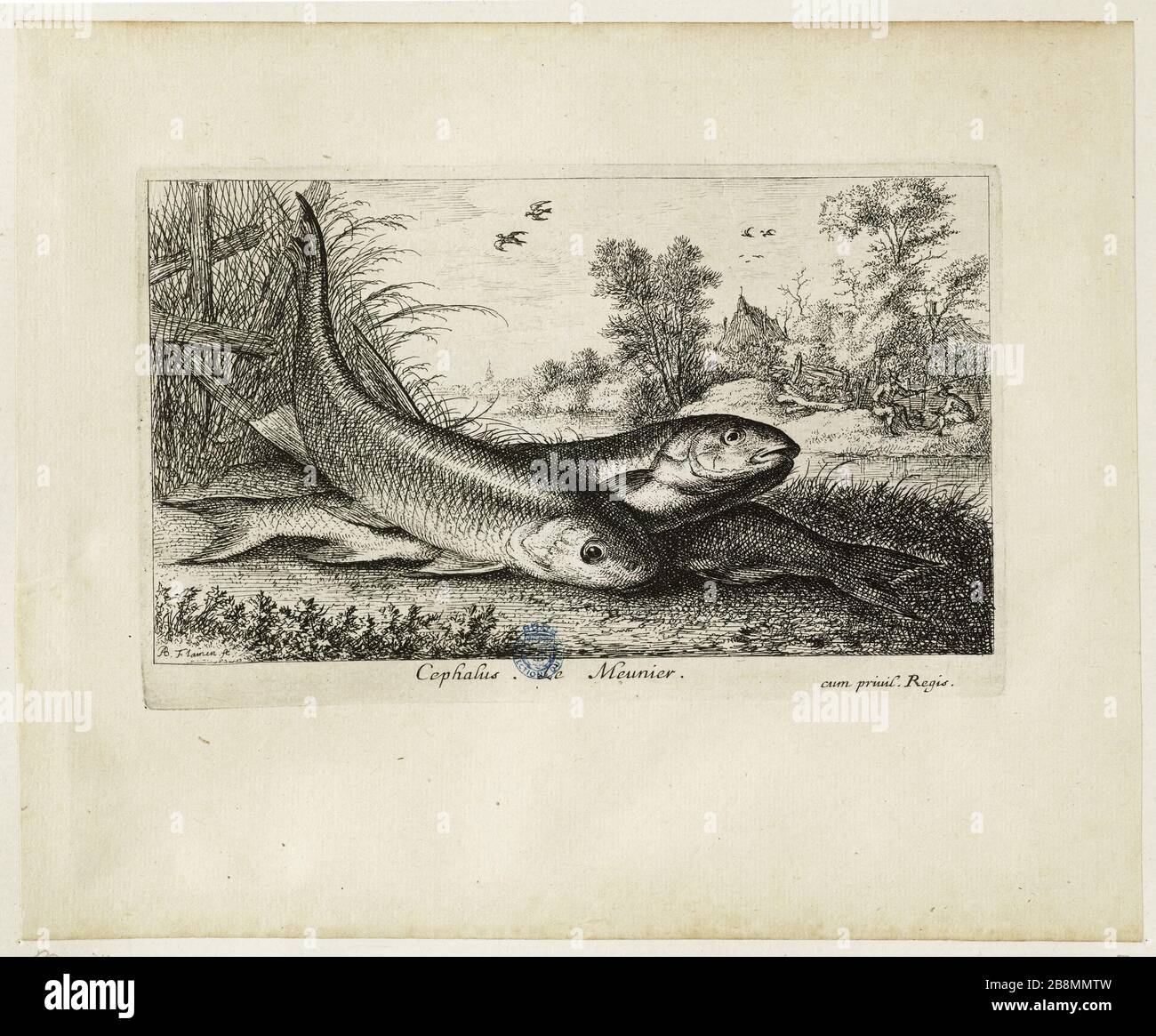 Verschiedenes espèces de Poissons d'eau douce, première partie, Le meunier (Robert-Dumesnil 457, Bartsch 43) Albert Flamen (1620-1674). Divers espèces de poissons d'eau douce. Première Partie : le meunier (Robert-Dumesnil 457, Bartsch 43). Eau-forte, XVIIe siècle. Musée des Beaux-Arts de la Ville de Paris, Petit Palais. Stockfoto