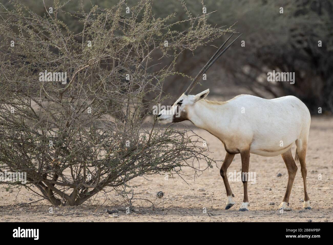 Arabian Oryx in Al Reem Nature Reve in Katar Stockfoto