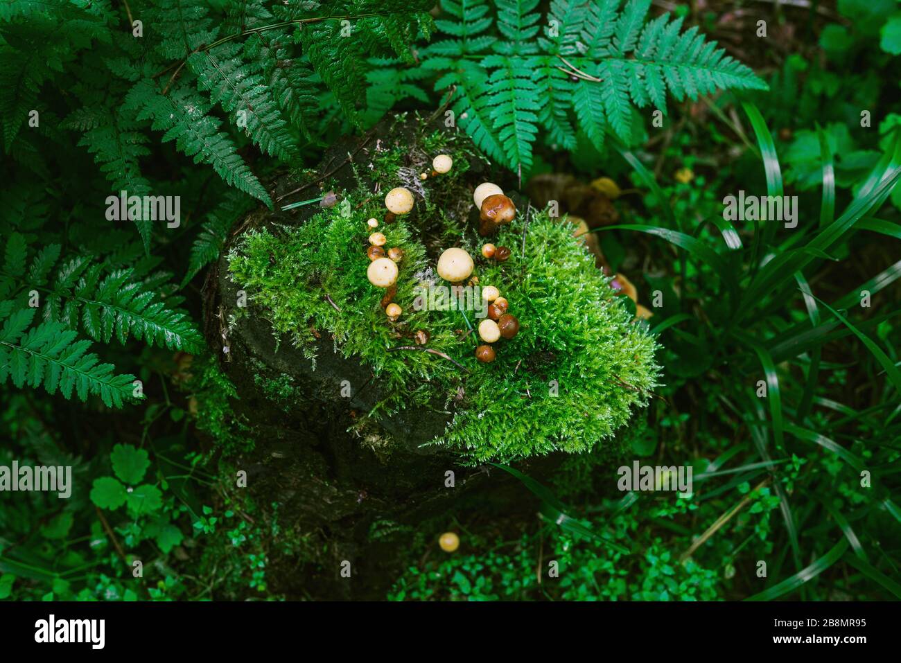 Alter Stumpf mit Pilzen. Holzpilze im Sommerwald. Stumpfmoos und kleine Pilze Stockfoto