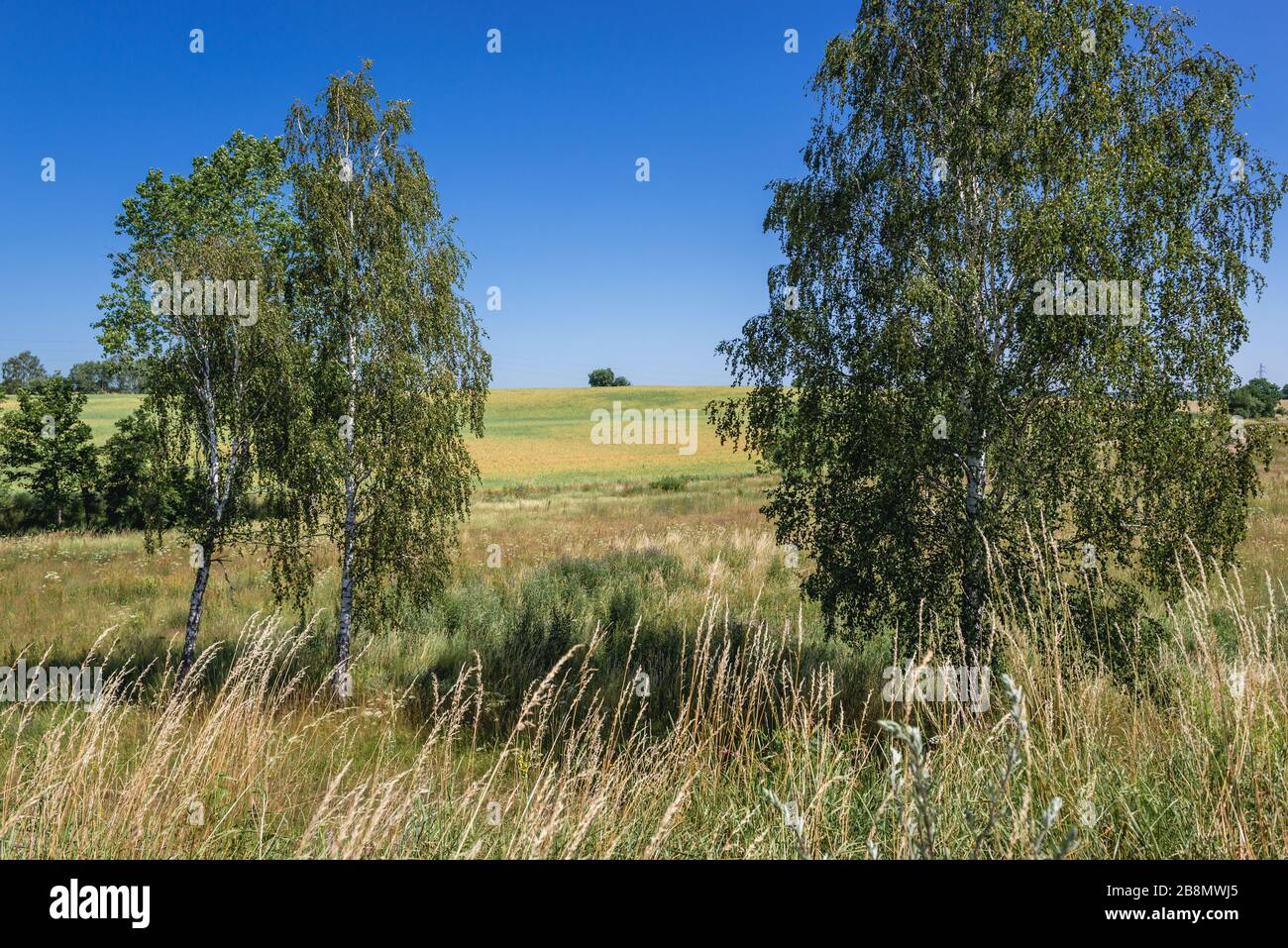 Ländliche Landschaft im Kreis Drawsko in der Region Westvorland in Polen Stockfoto