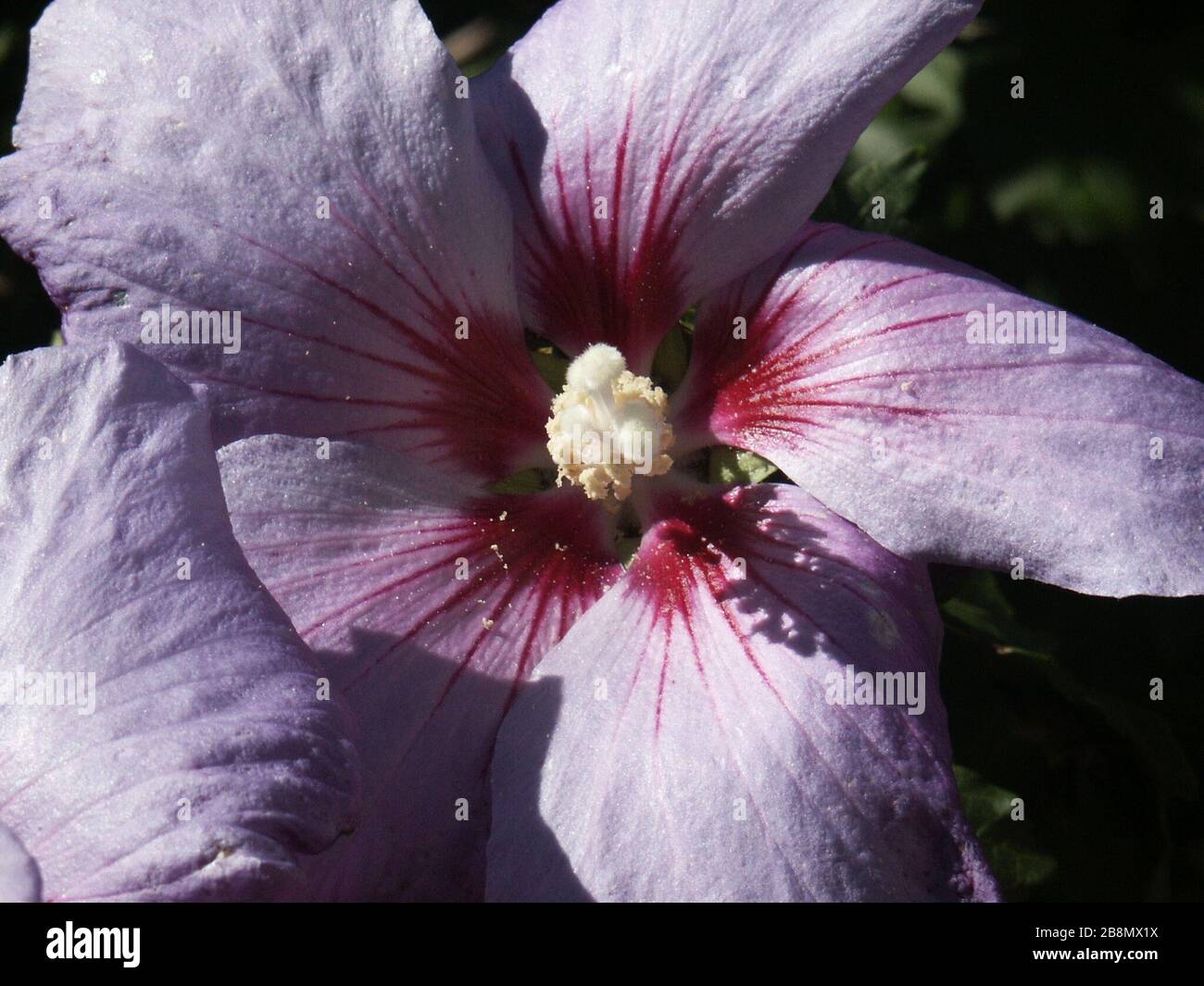 Thomas koll Fotos und Bildmaterial in hoher Auflösung Alamy