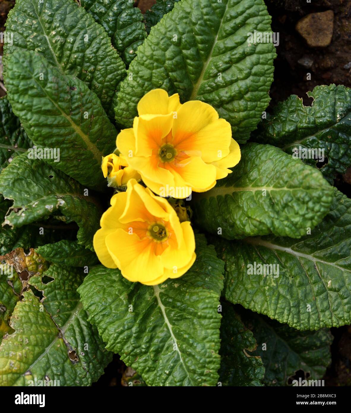 Nahaufnahme der gelben primulablüte. Stockfoto