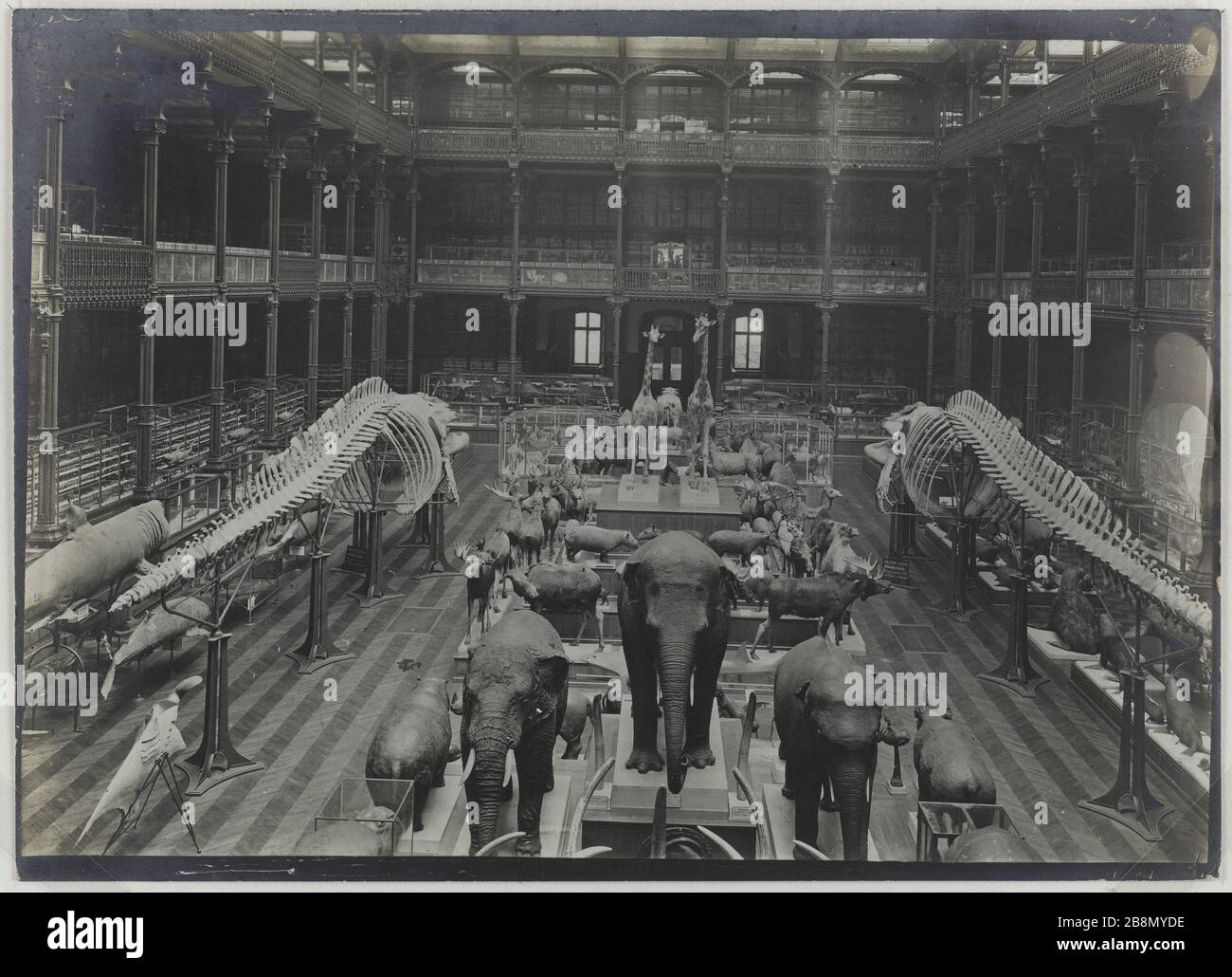 Serie "Nationalmuseum für Naturgeschichte", in der Grand Gallery of Evolution, 5. Pariser Stadtviertel. Série 'Muséum national d'histoire naturelle', intérieur de la grande galerie de l'Evolution, Paris (Vème arr.). Photographie de R. Schwartz. Tirage au gélatino-bromure d'argent, vers 1900. Paris, musée Carnavalet. Stockfoto