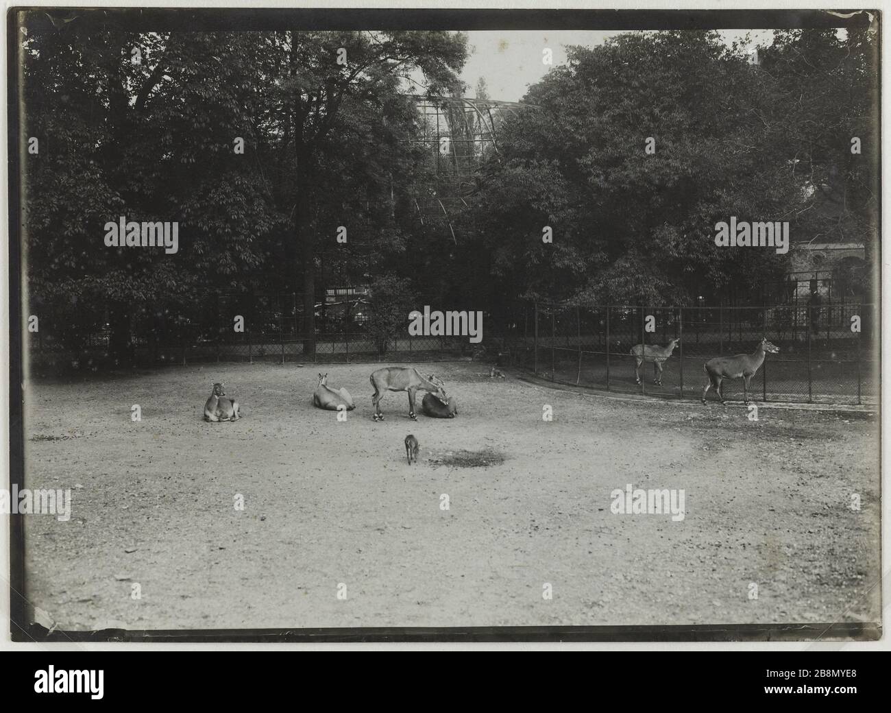 Serie "Jardin des Plantes" Biches, 5. Pariser Bezirk. Série 'Jardin des Plantes', Biches, Paris (Vème arr.). Photographie de R. Schwartz. Tirage au gélatino-bromure d'argent, vers 1900. Paris, musée Carnavalet. Stockfoto