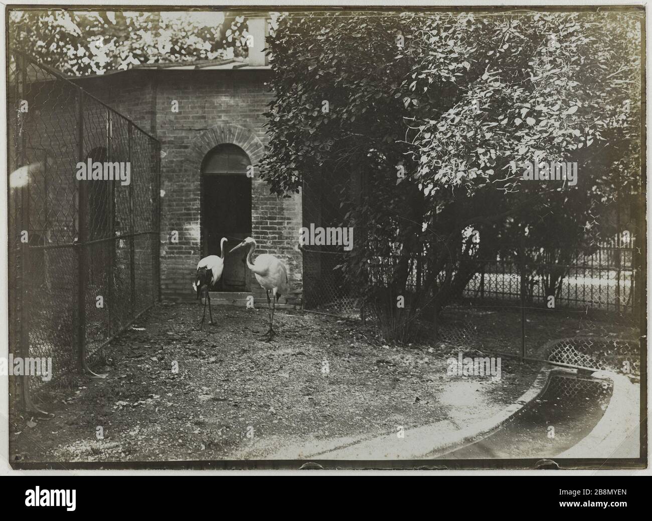 Serie "Jardin des Plantes" zwei Reiher, 5. Pariser Bezirk. Série 'Jardin des Plantes', deux hérons, Paris (Vème arr.). Photographie de R. Schwartz. Tirage au gélatino-bromure d'argent, vers 1900. Paris, musée Carnavalet. Stockfoto