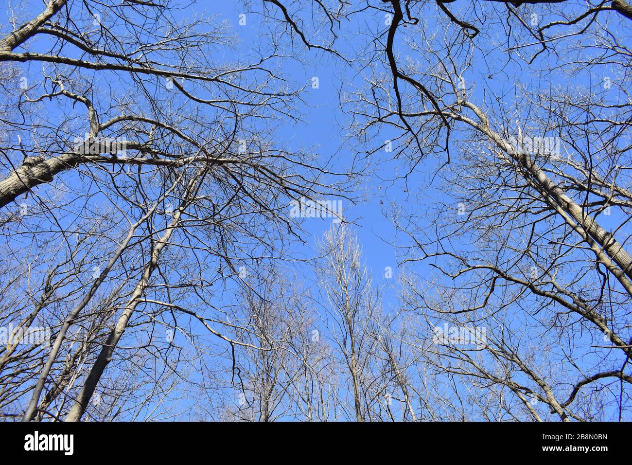 Karge Baumzweige vermitteln den Eindruck eines kalten Wintertags mit sonnigem, blauem Himmelshintergrund Stockfoto