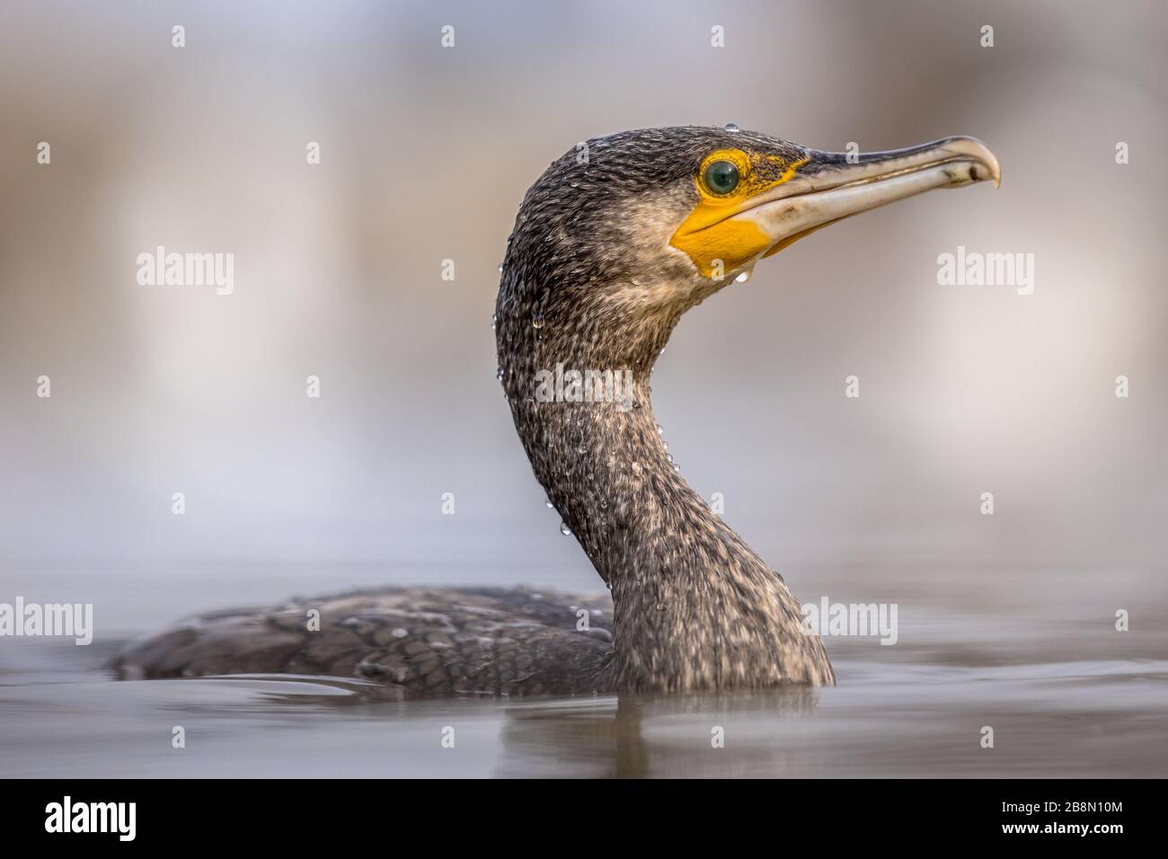 Great Cormorant (Phalacrocorax carbo) Schwimmen im Wasser des Csaj-Sees, Kiskunsagi Nationalpark, Pusztaszer, Ungarn. Februar. Dieser große schwarze Vogel i. Stockfoto