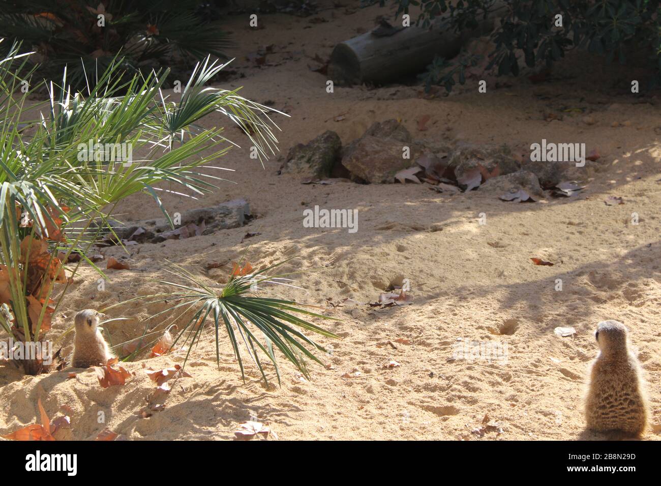 Bild von zwei Suricatta mit einem Sonnenbad im Zoo von Barcelona. Sie sind entspannt und beobachten den Sonnenuntergang. Suricatta ist Timon im Film "König der Löwen". Stockfoto