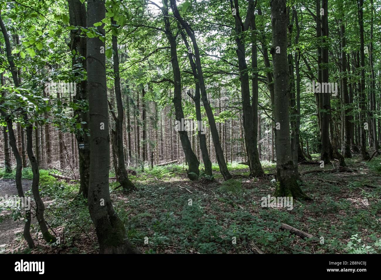 Wald - Straße von Widełki durch Bukowe Berdo und Tarnica nach Wołosate Stockfoto