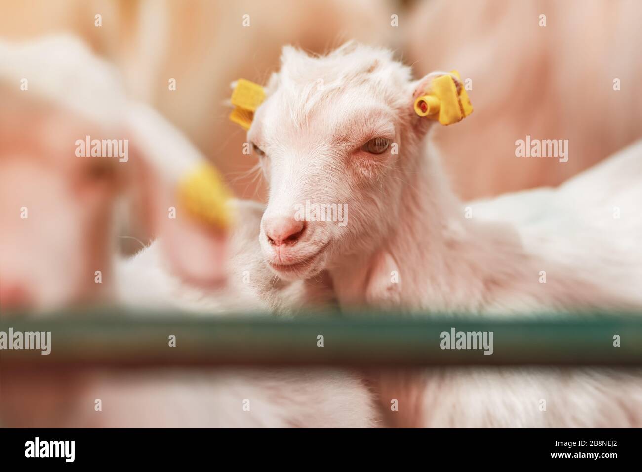 Cute Baby goat Kid in Stift auf Tierhaltungsbetrieb, adorable Haustier Portrait Stockfoto