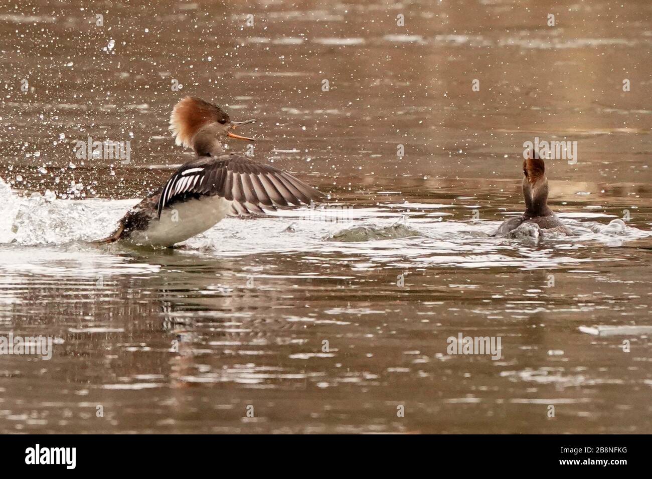 Hooded Merganser in der Brutzeit scharen sich Stockfoto