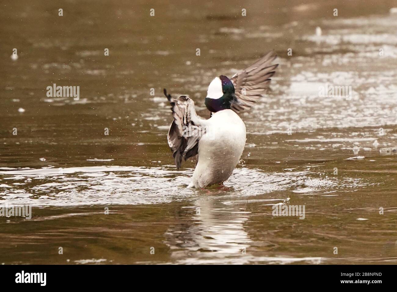 Bufflehead Enten im Sumpf Stockfoto