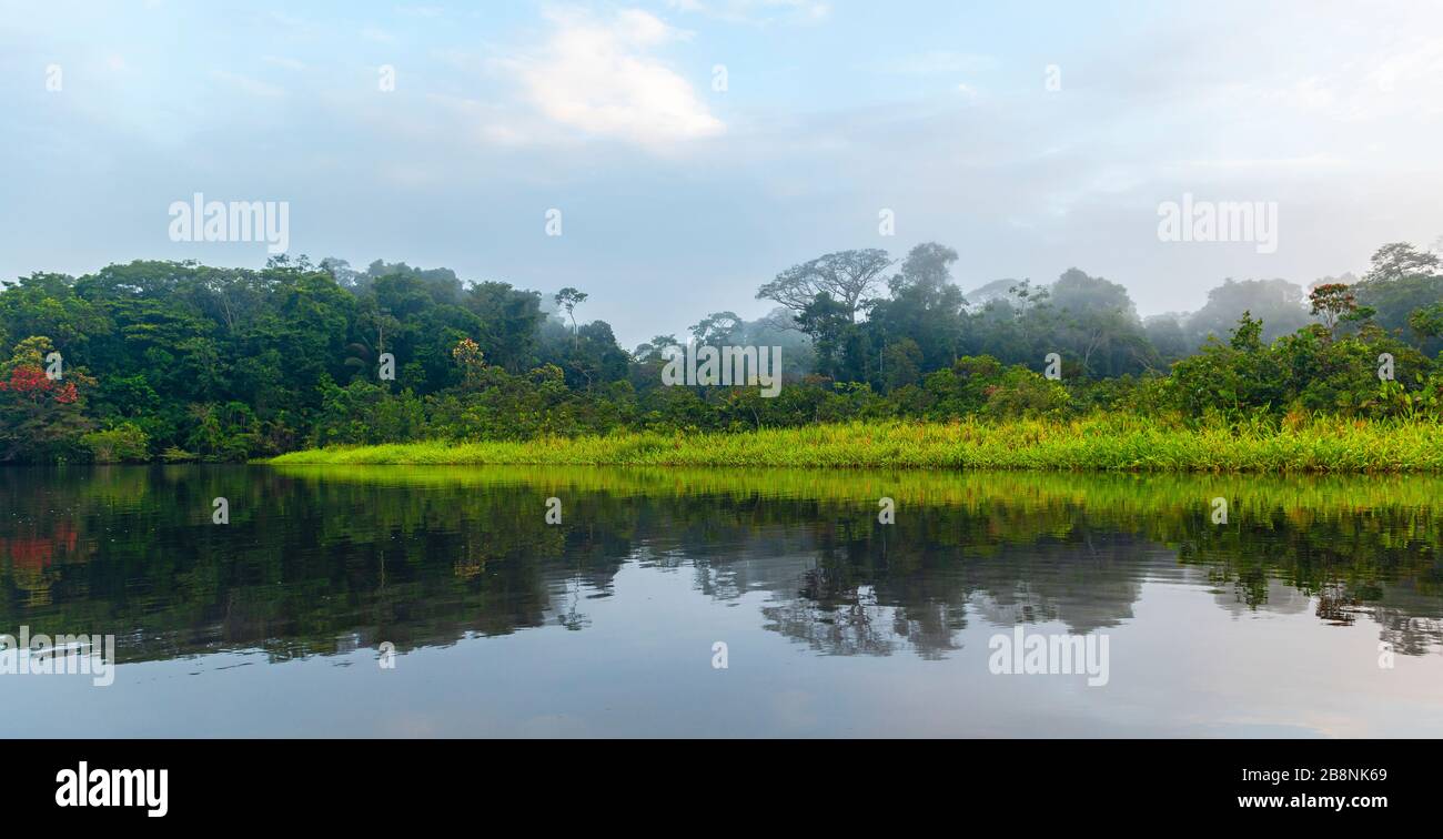 Amazonas-Regenwald-Panorama im Nebel. Das Flussbecken des Amazonas umfasst die Länder Brasilien, Bolivien, Kolumbien, Ecuador, Guyana, Venezuela, Peru, Suriname. Stockfoto