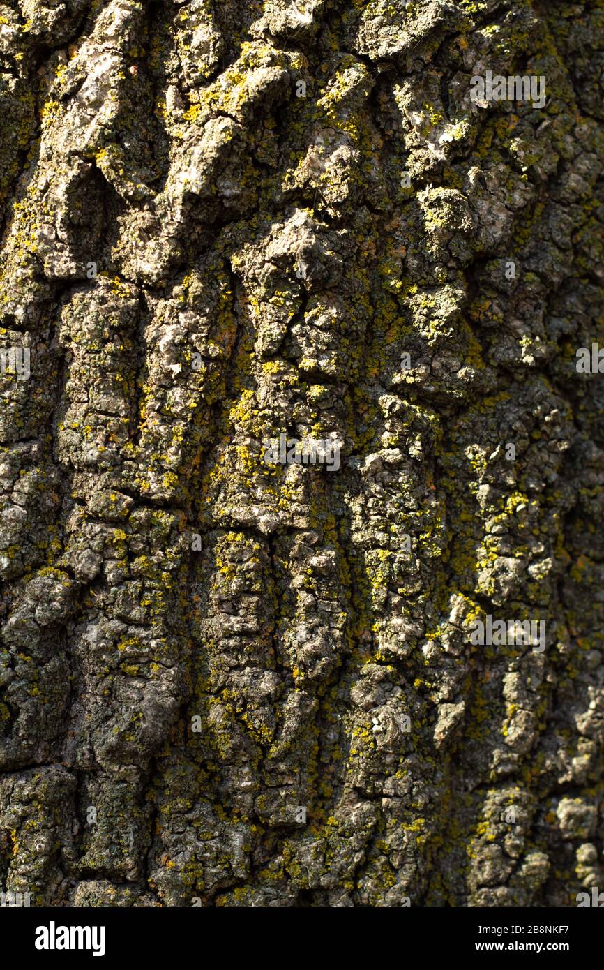 Baumrinde mit grünem Moos. Grunge Holzstruktur.geprägte Rinde aus Eiche Stockfoto