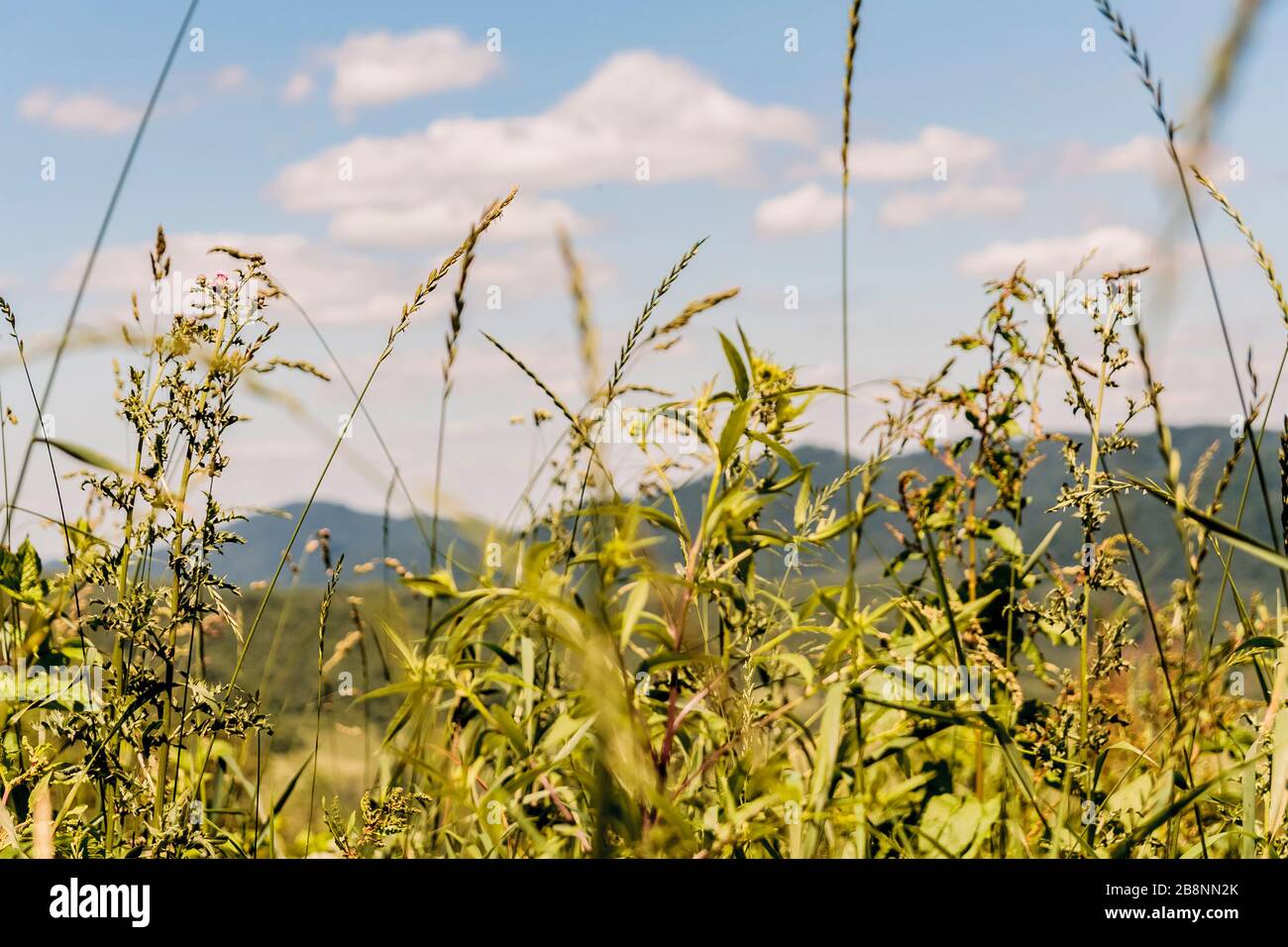 Kryve am Fluss San - ein ehemaliges Dorf im Bieszczady-Gebirge - seine Einwohner wurden 1947 von den kommunistischen polnischen Behörden vertrieben. Stockfoto