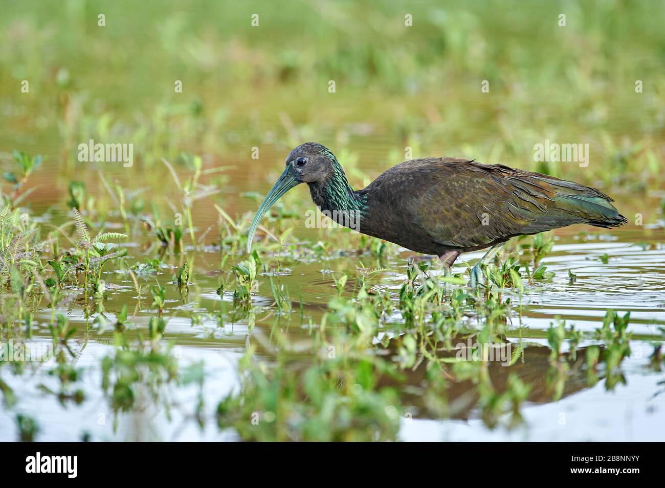 Grüne Ibis (Mesembrinibis Cayennensis), Araras Ecolodge, Mato Grosso, Brasilien Stockfoto