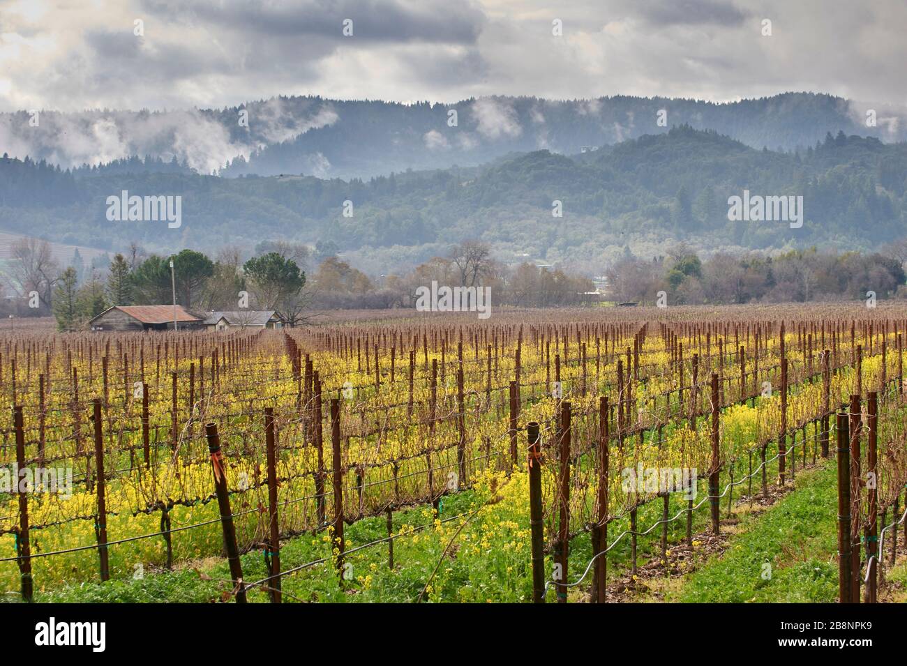 Weinreben im Winter mit Senf wächst, Healdsburg, Kalifornien, USA Stockfoto