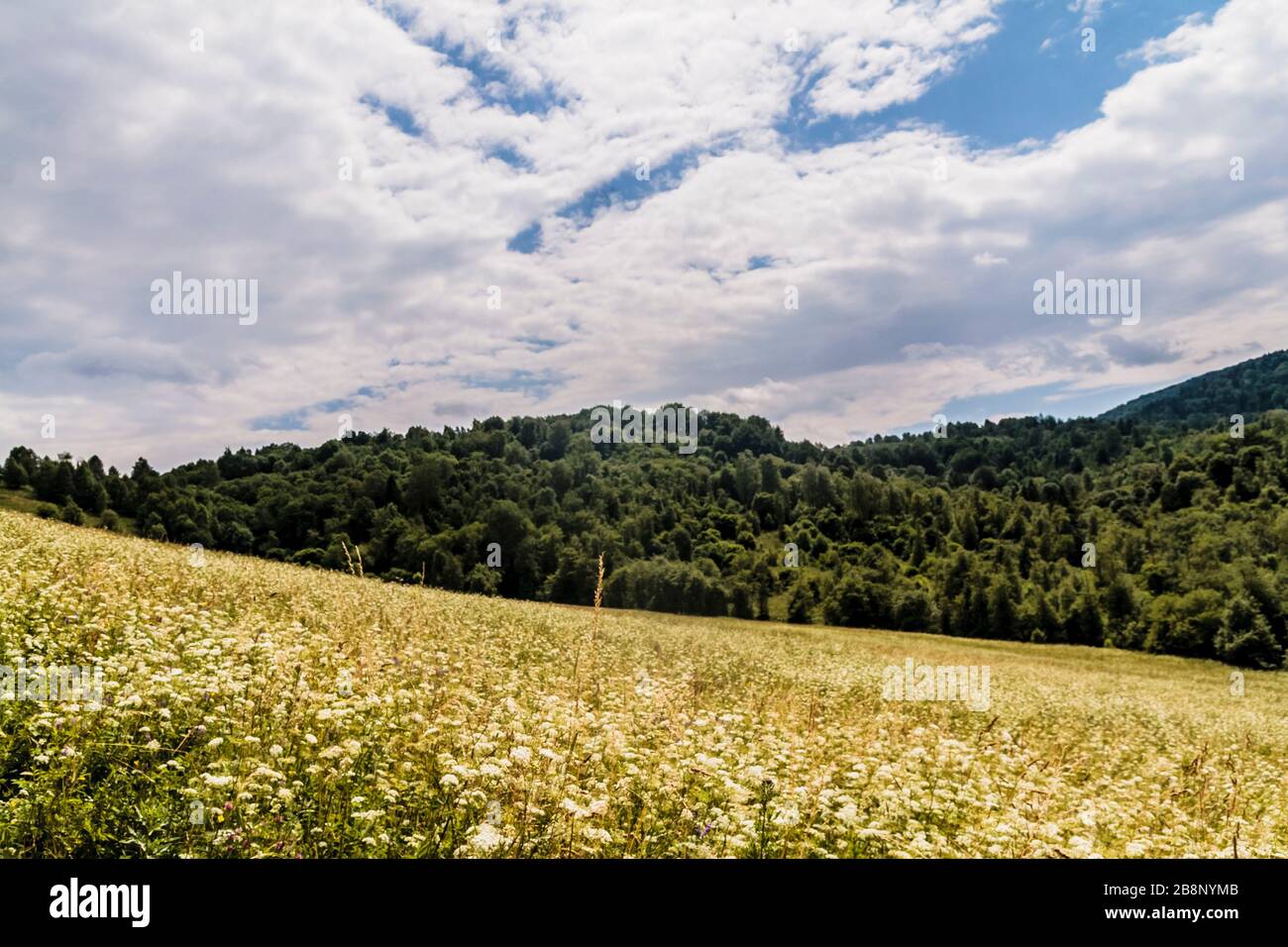 Kryve am Fluss San - ein ehemaliges Dorf im Bieszczady-Gebirge - seine Einwohner wurden 1947 von den kommunistischen polnischen Behörden vertrieben. Stockfoto