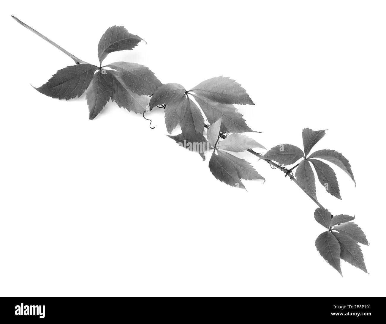 Zweig der Trauben Blätter (Parthenocissus quinquefolia Laub). Isoliert auf weißem Hintergrund. Schwarz-weiß gezungtes Bild. Stockfoto