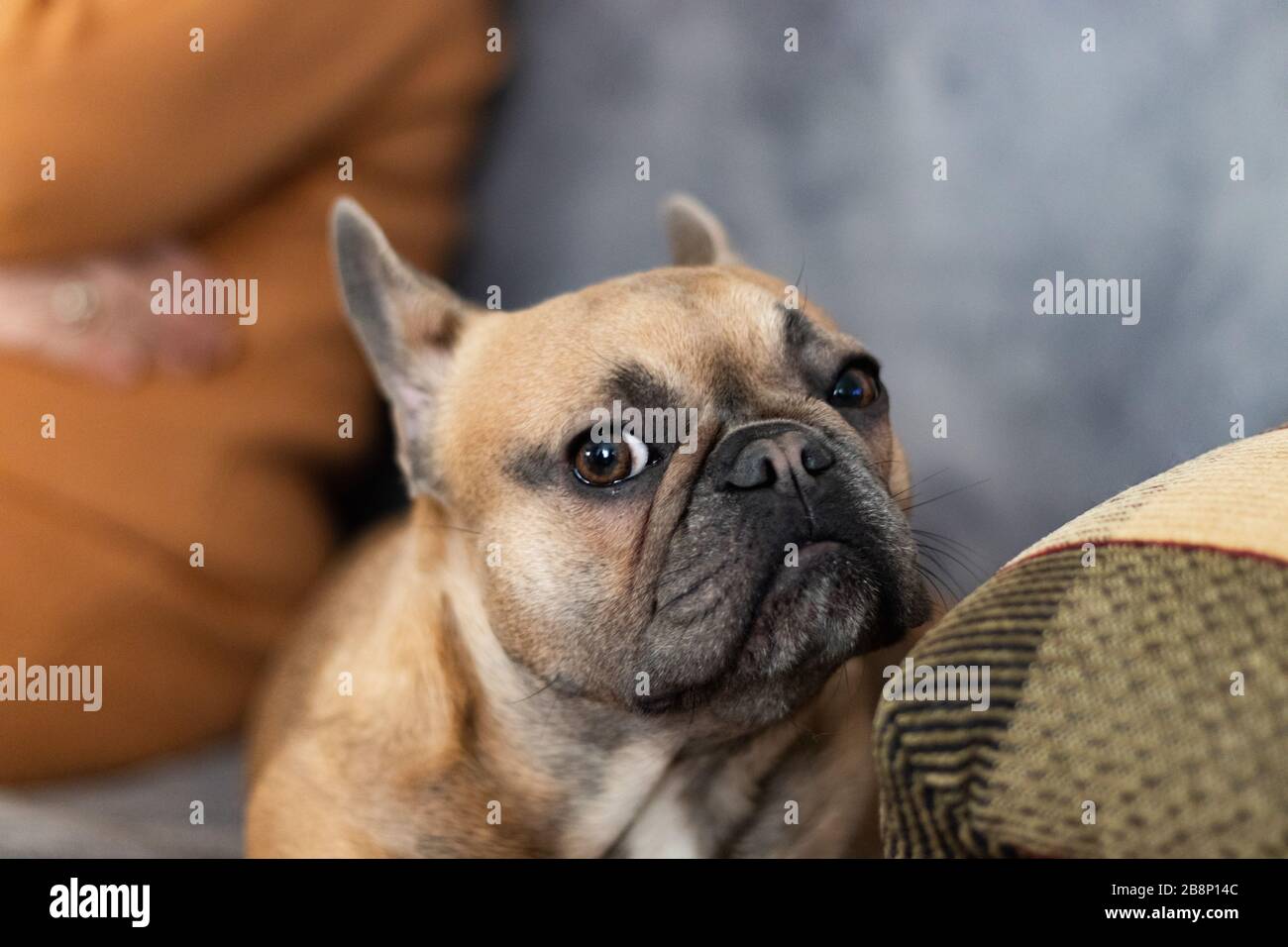 Der süße reinrassige Lawn French Bulldog ist im Begriff zu schlafen Stockfoto