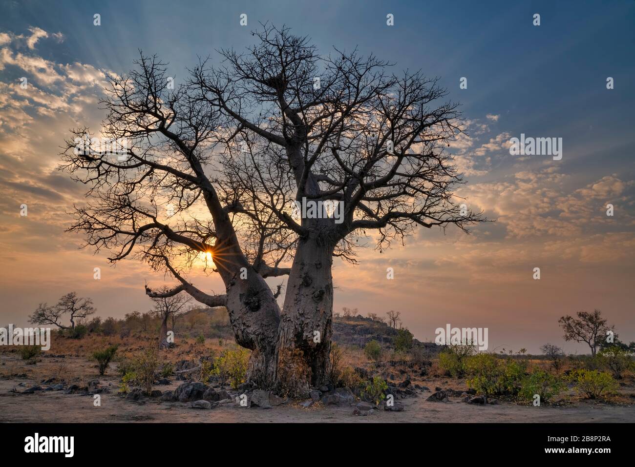 Baobab-Baum Stockfoto