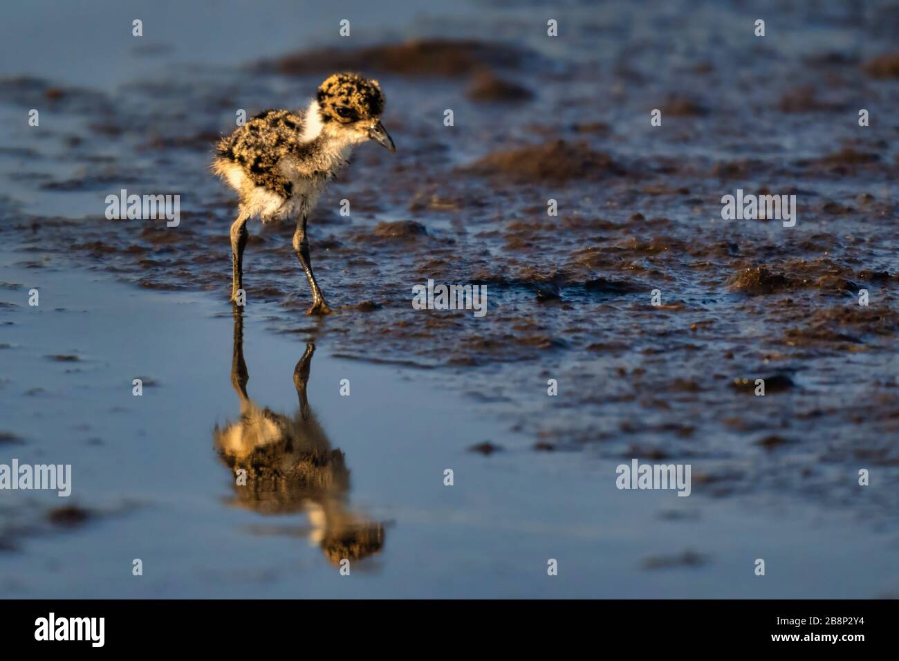 Regenpfeifer Küken Stockfoto