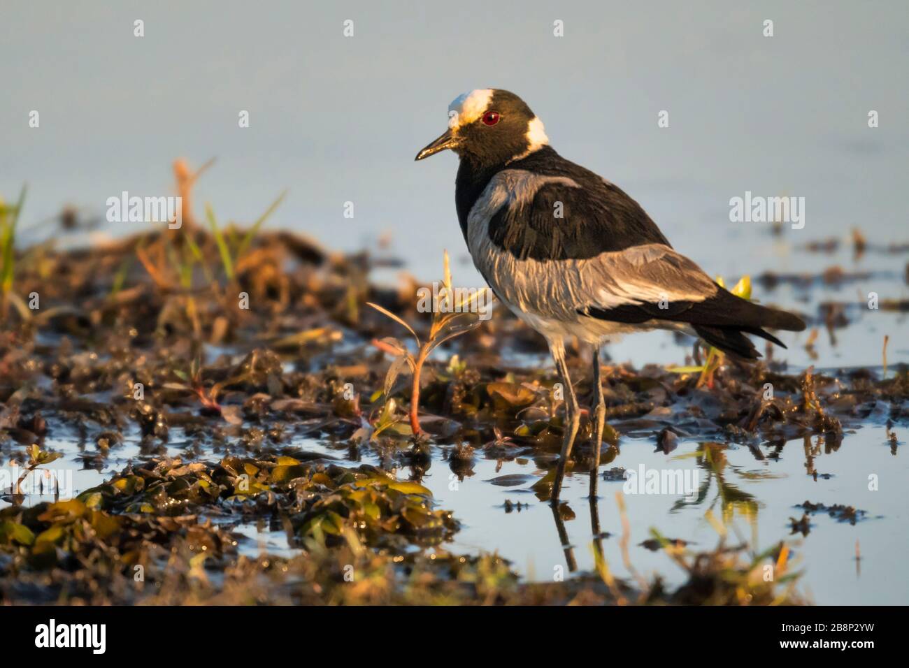 Regenpfeifer Stockfoto