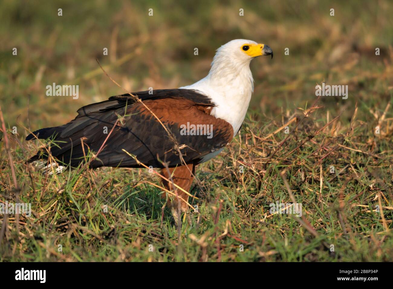 Fischadler Stockfoto