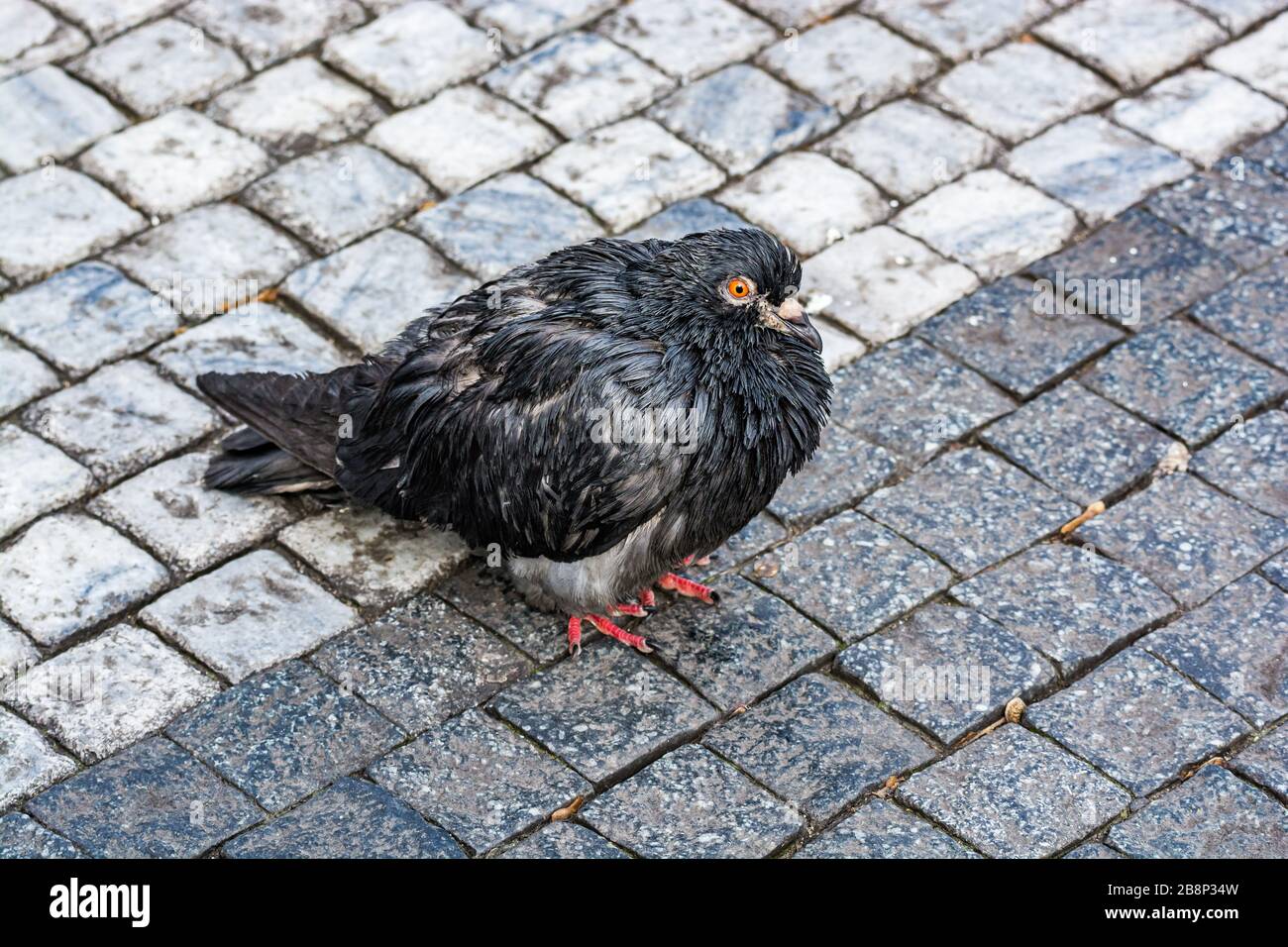 Taube auf Kopfsteinpflaster in Prag, Tschechien Stockfoto