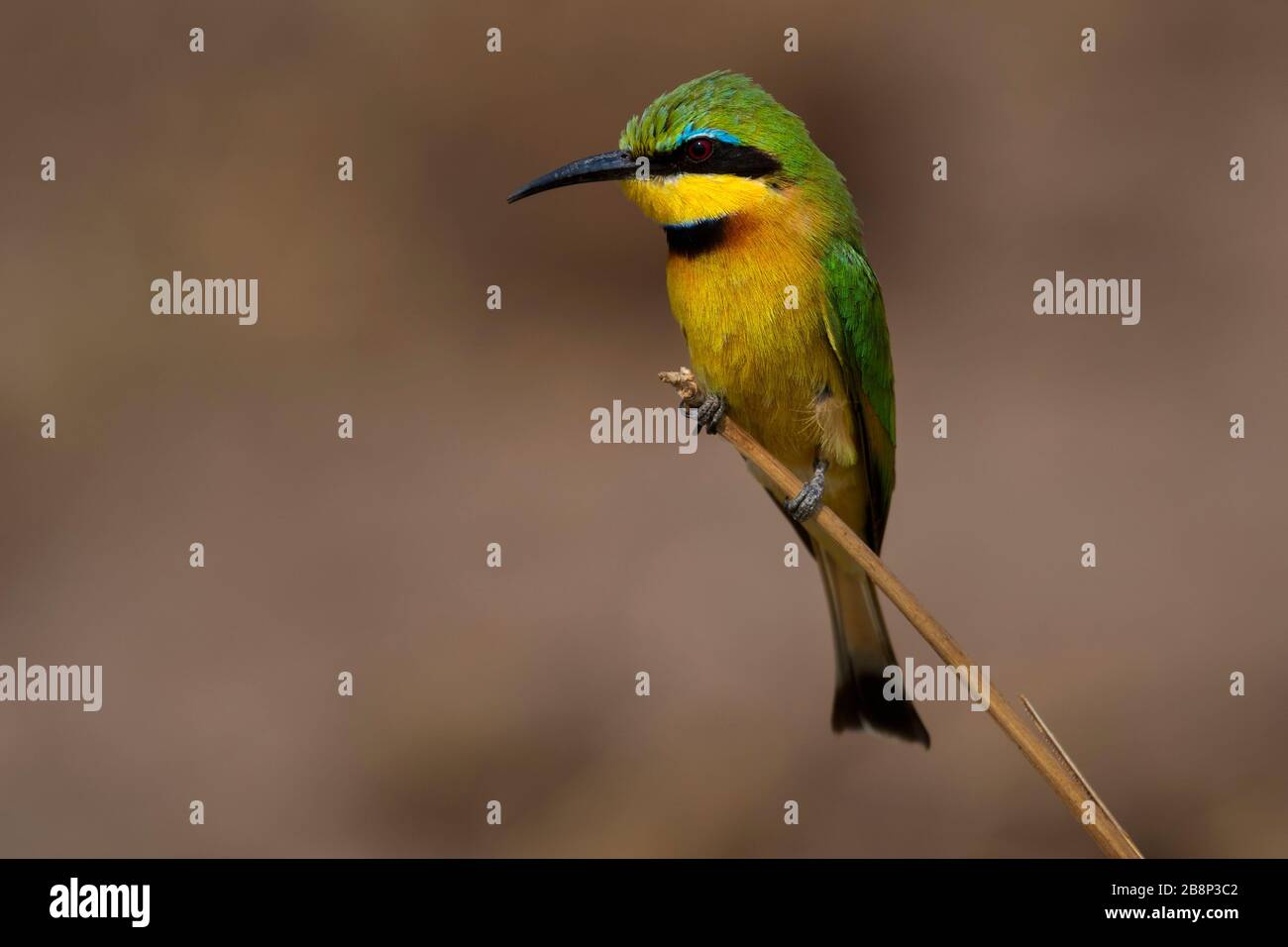 Bee-eater Stockfoto