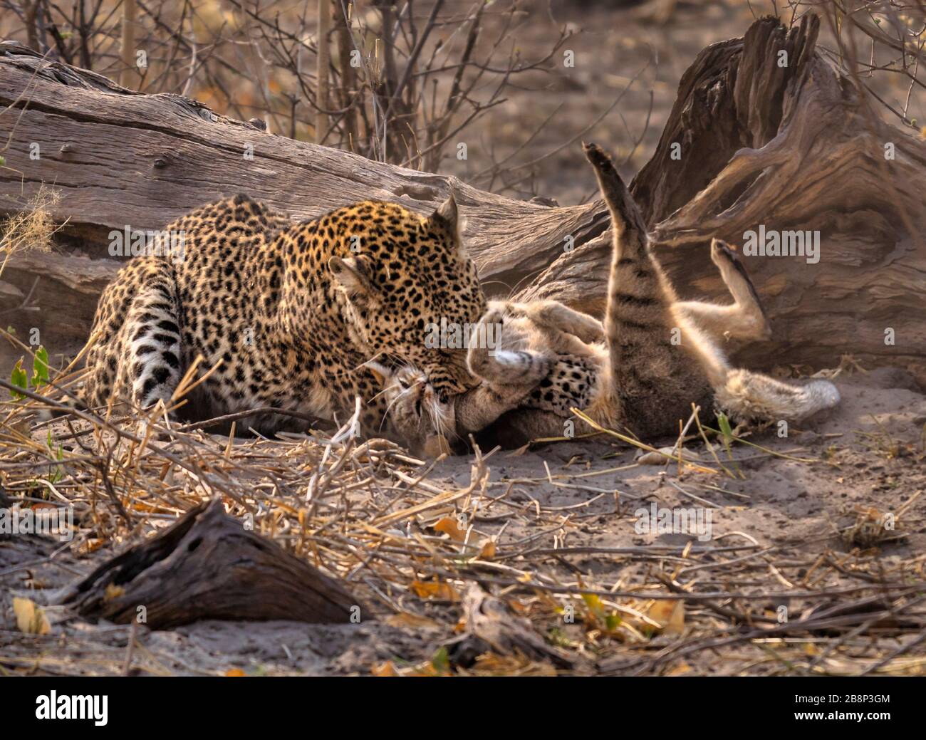 Leoparden Toten Stockfotos Und Bilder Kaufen Alamy