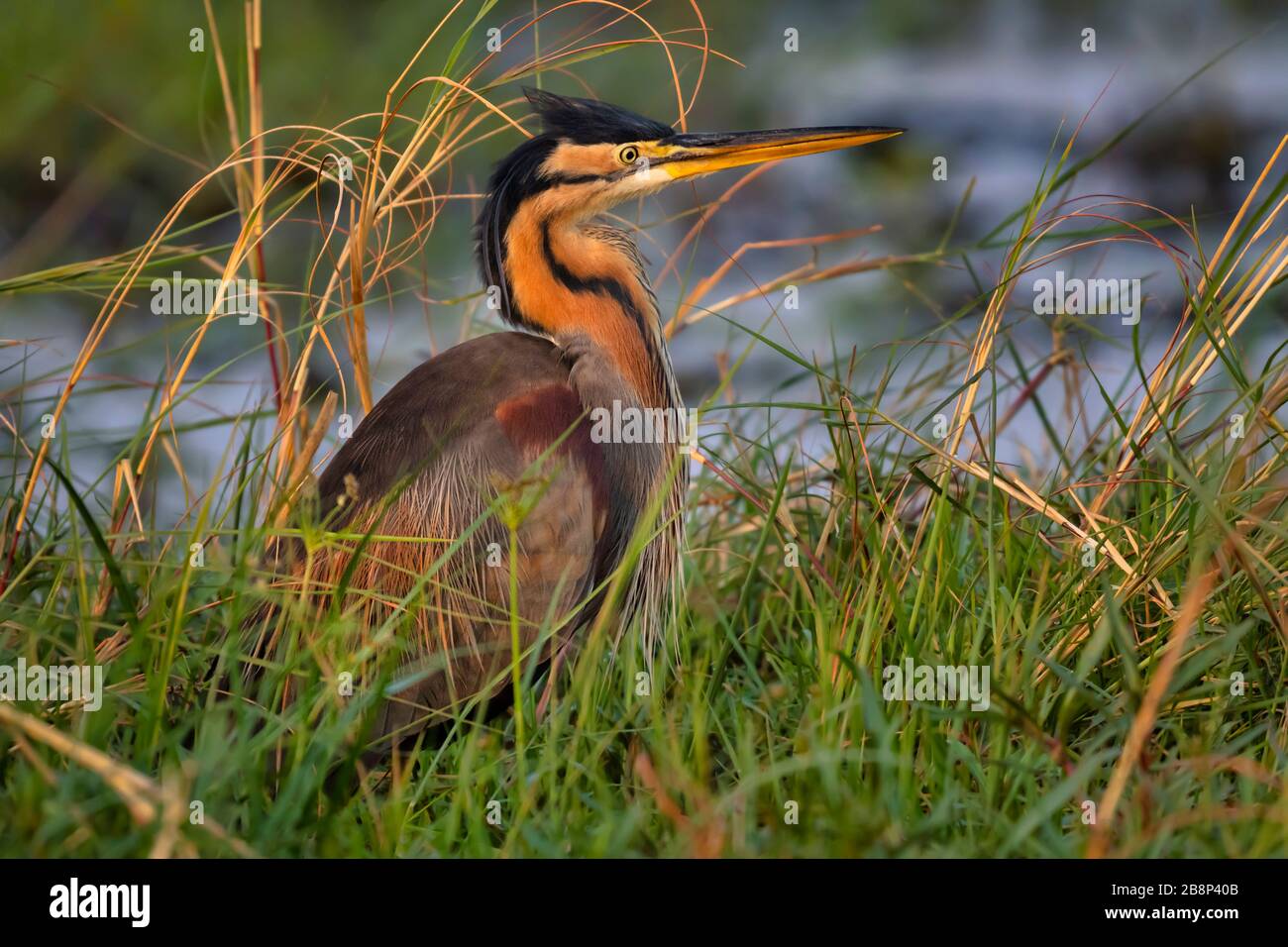 Heron Stockfoto