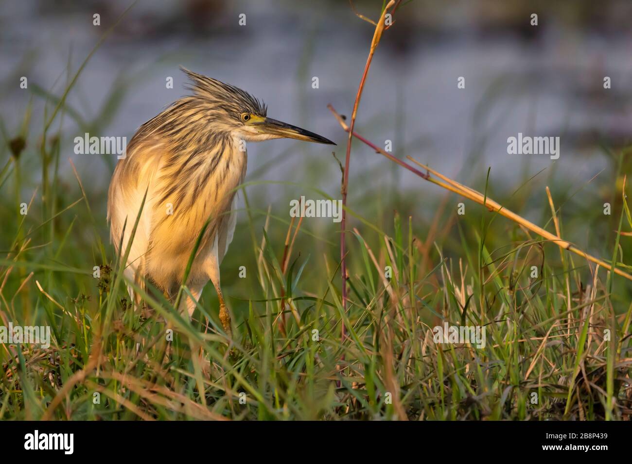 Heron Stockfoto