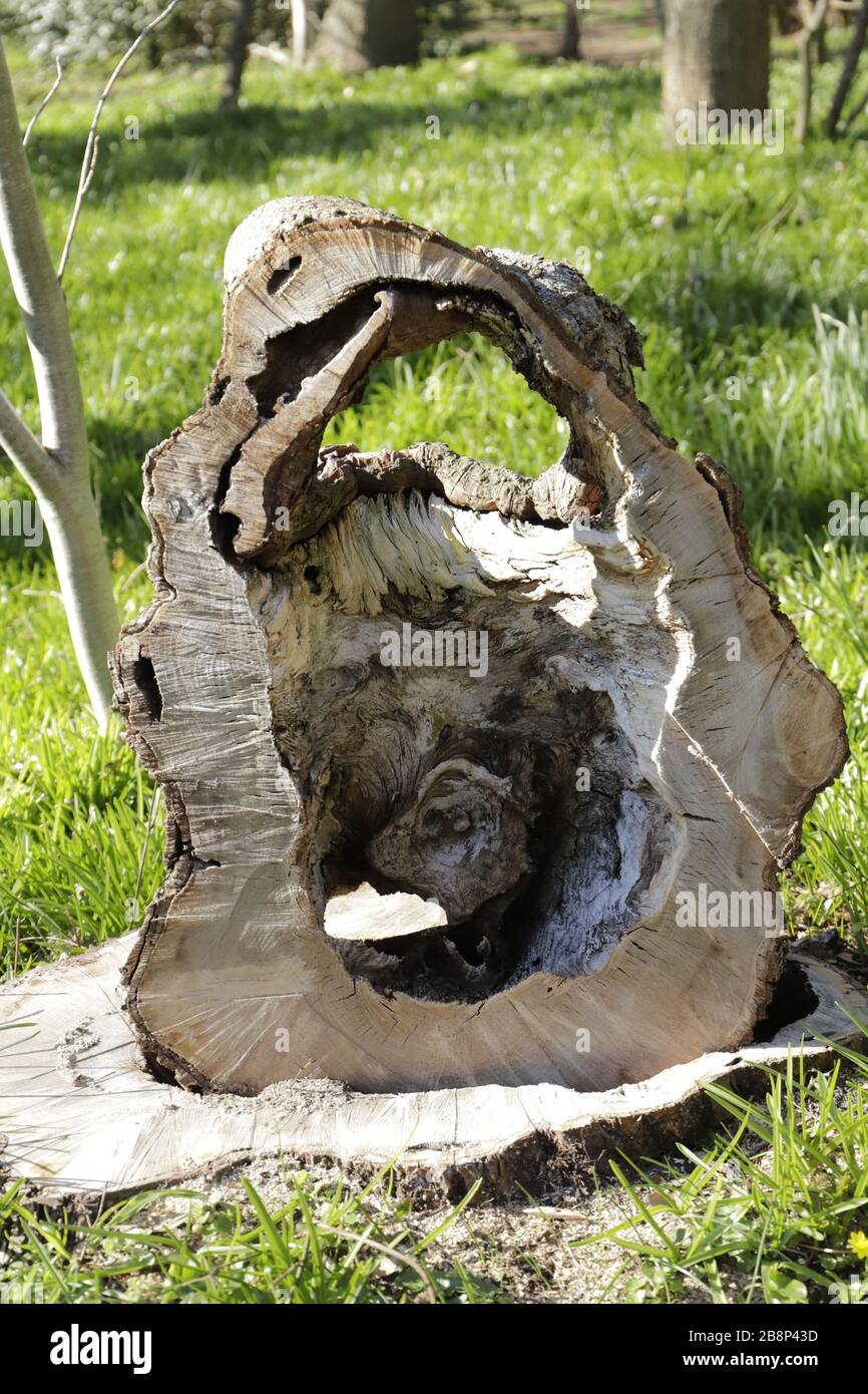 Baumstamm, sieht aus wie ein Kunstwerk Stockfoto