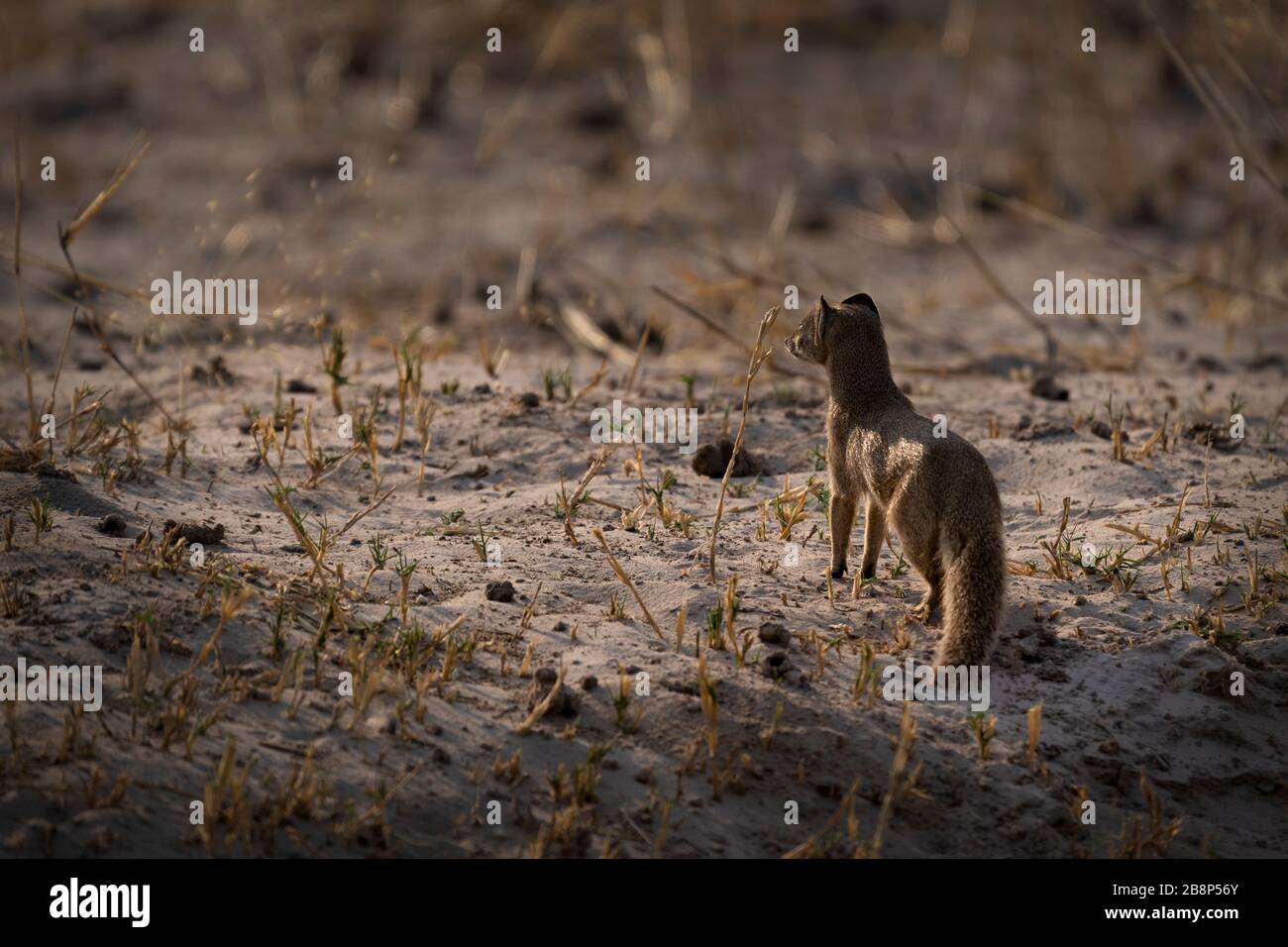 Afrikanische Mongoose Stockfoto