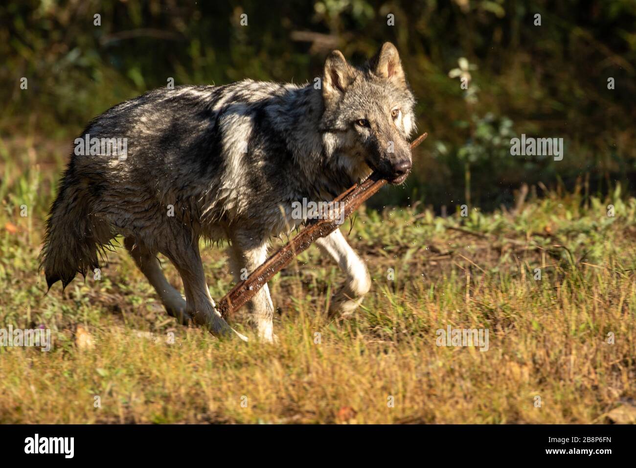 Junger Holzwolf, der bei Triple D in Montana läuft Stockfoto