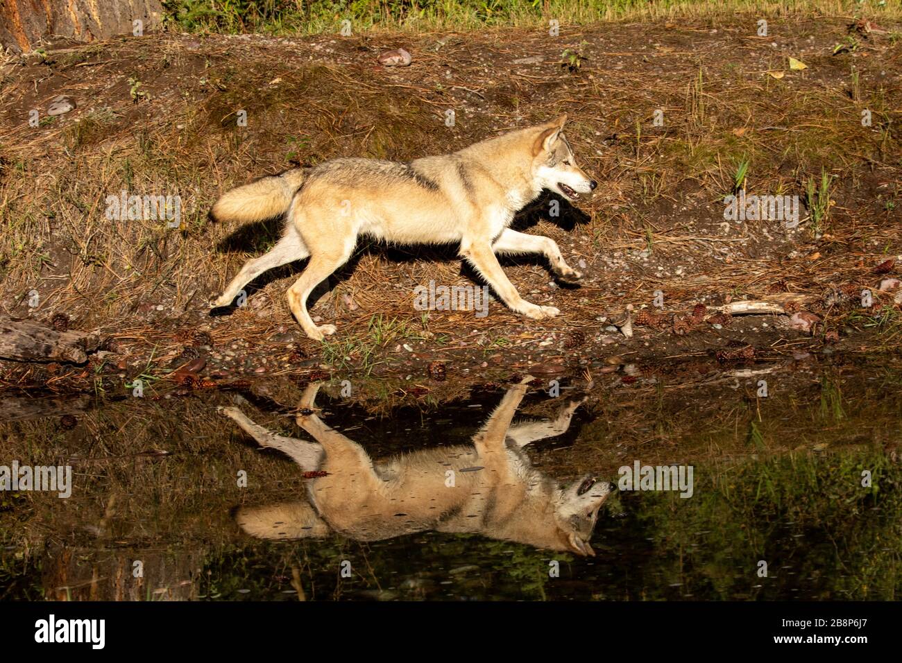 Holzwolf unten durch einen Wasservorrat bei Triple D in Montana Stockfoto