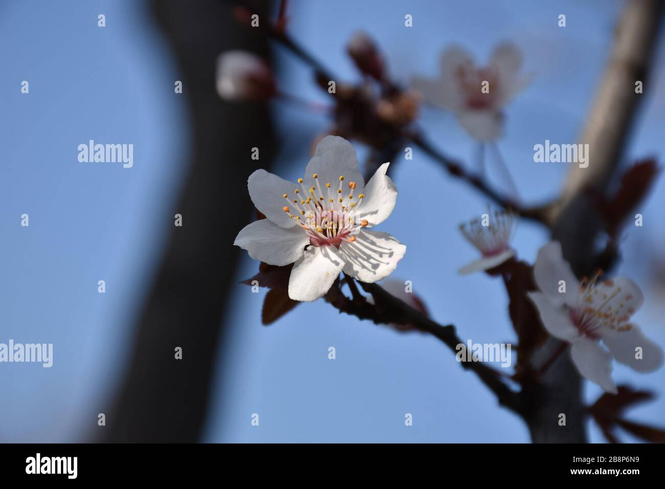 An den braun dickeren Ästen der Kirsche wachsen junge braune Knospen aus Blättern und Blumen Stockfoto