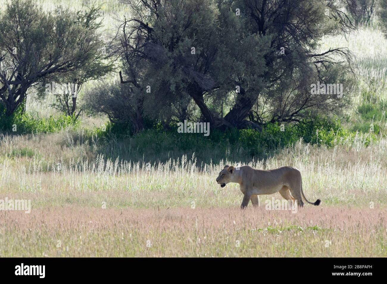 Löwin (Panthera Leo), erwachsenes Weibchen, Wandern in den Rasen, Kgalagadi Transfrontier Park, Northern Cape, Südafrika, Afrika Stockfoto