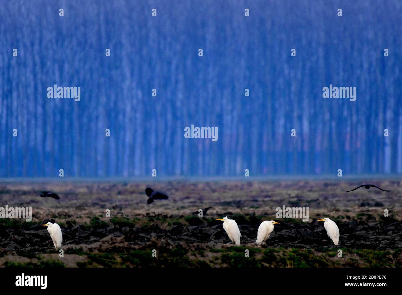 Landschaft der Tiefebene von Bassa Padana - Vögel in der Nähe kultiviertes Aufstiegsfeld bei Dämmerung an einem Wintertag Stockfoto