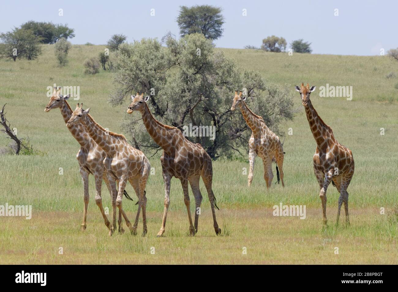 Südafrikanische Giraffen (Giraffa camelopardalis giraffa), Herde mit jungen Spaziergängen im Gras, Kgalagadi Transfrontier Park, Nordkaper, Südafrika Stockfoto